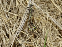 Phanogomphus oklahomensis