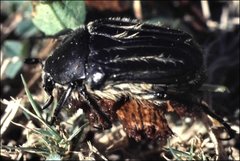Trichaulax philipsii