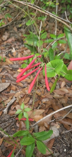 Lonicera sempervirens image