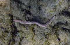Pherecardia striata