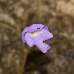 Utricularia purpurea image