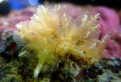 Polybranchia samanthae