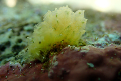 Polybranchia samanthae