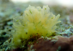 Polybranchia samanthae