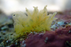 Polybranchia samanthae