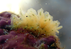 Polybranchia samanthae