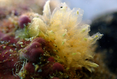 Polybranchia samanthae