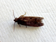 Cryptaspasma sordida