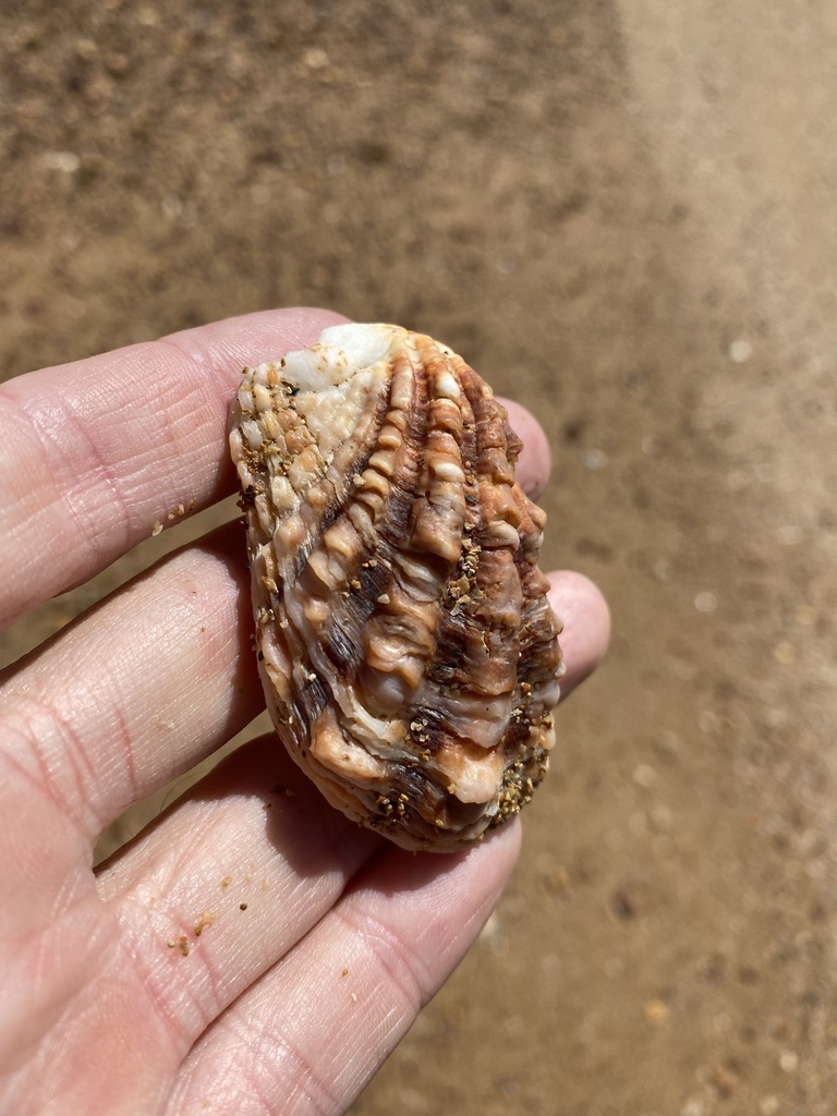 Large-ribbed cardita