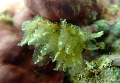 Polybranchia samanthae