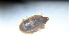 Cryptarchinae