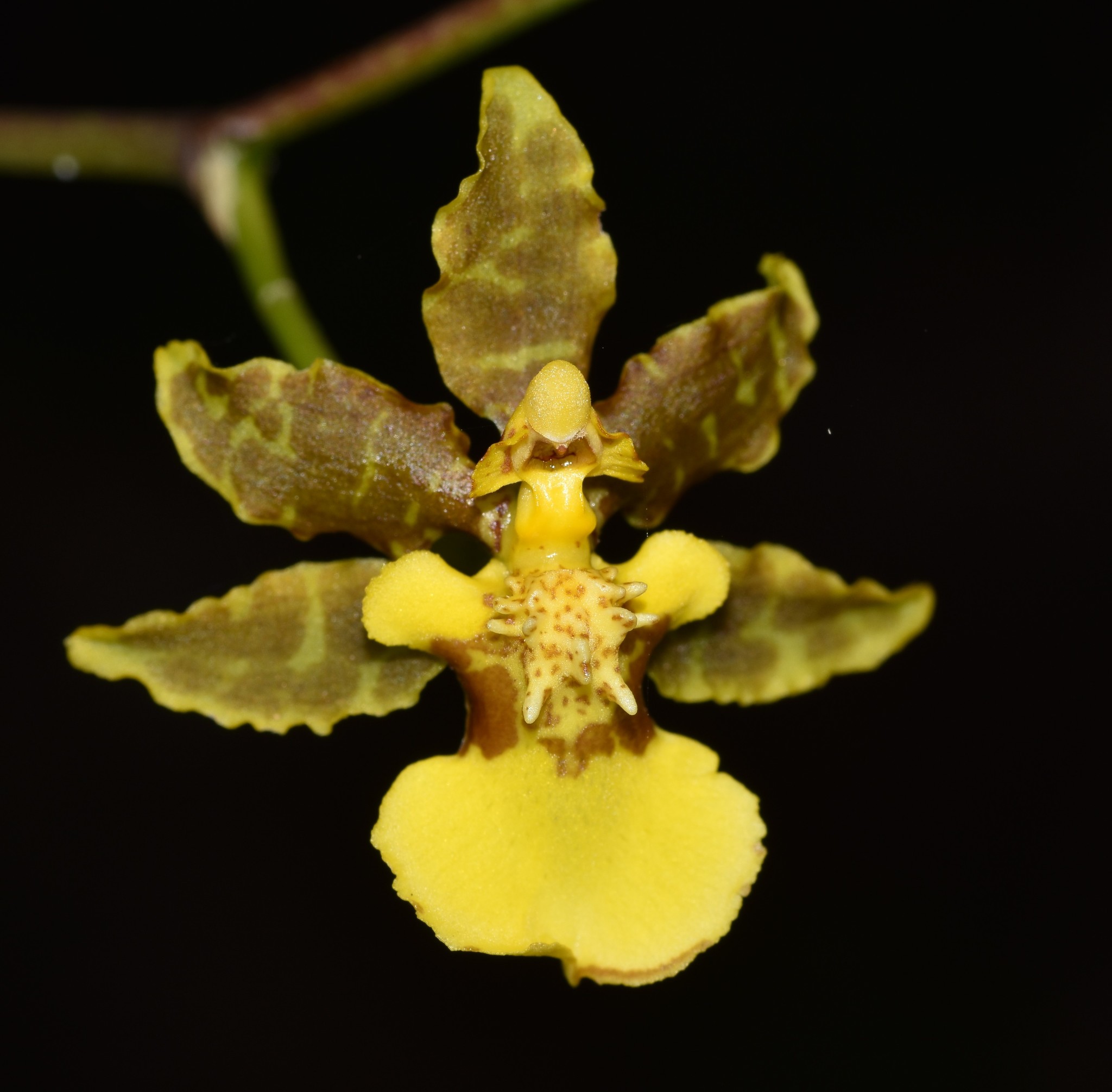 Oncidium ensatum