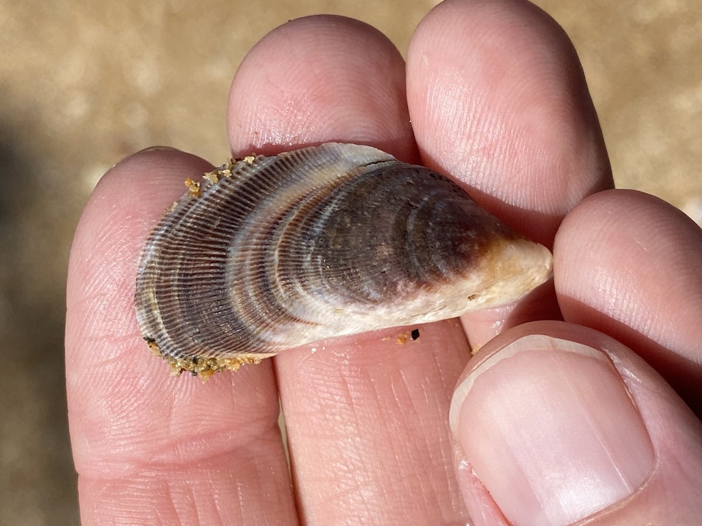 Hairy Mussel from Coral Sea, Urangan, QLD, AU on April 05, 2022 at 11
