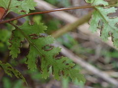 Pteris saxatilis