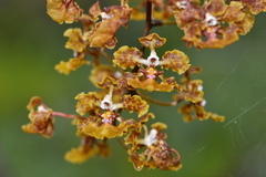 Trichocentrum undulatum