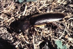 Pseudotetralobus australasiae