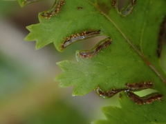 Pteris saxatilis