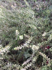Lepidium apetalum