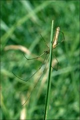 Tetragnatha valida