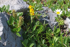 Senecio integerrimus exaltatus