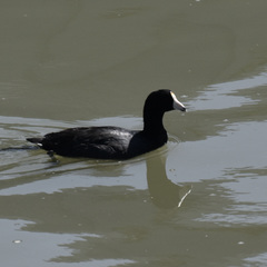 Fulica americana