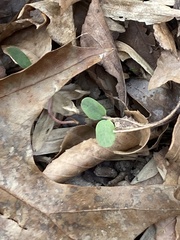 Thalictrum thalictroides