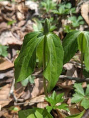 Trillium lancifolium