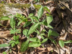 Trillium lancifolium