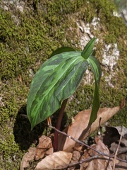 Trillium lancifolium