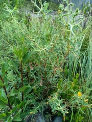 Adesmia miraflorensis