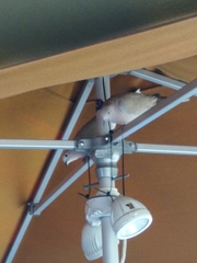 Streptopelia decaocto