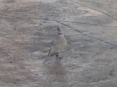 Streptopelia decaocto