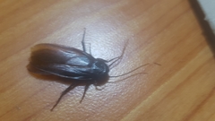Periplaneta japonica