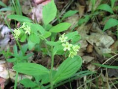 Lithospermum tuberosum