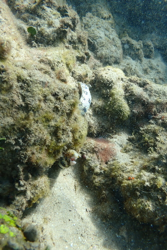 Snowflake Moray