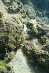 Snowflake Moray