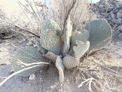 Opuntia basilaris