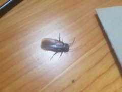 Periplaneta japonica