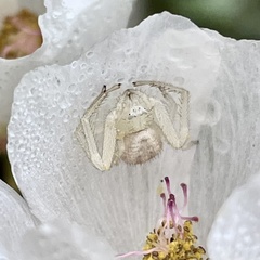 Mecaphesa californica