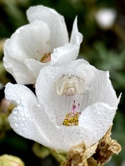 Mecaphesa californica