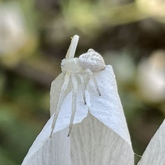 Mecaphesa californica