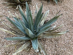 Agave victoriae-reginae swobodae