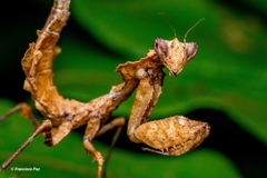 Epaphrodita musarum