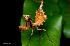 Epaphrodita musarum