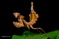 Epaphrodita musarum