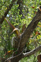 Trichocentrum undulatum