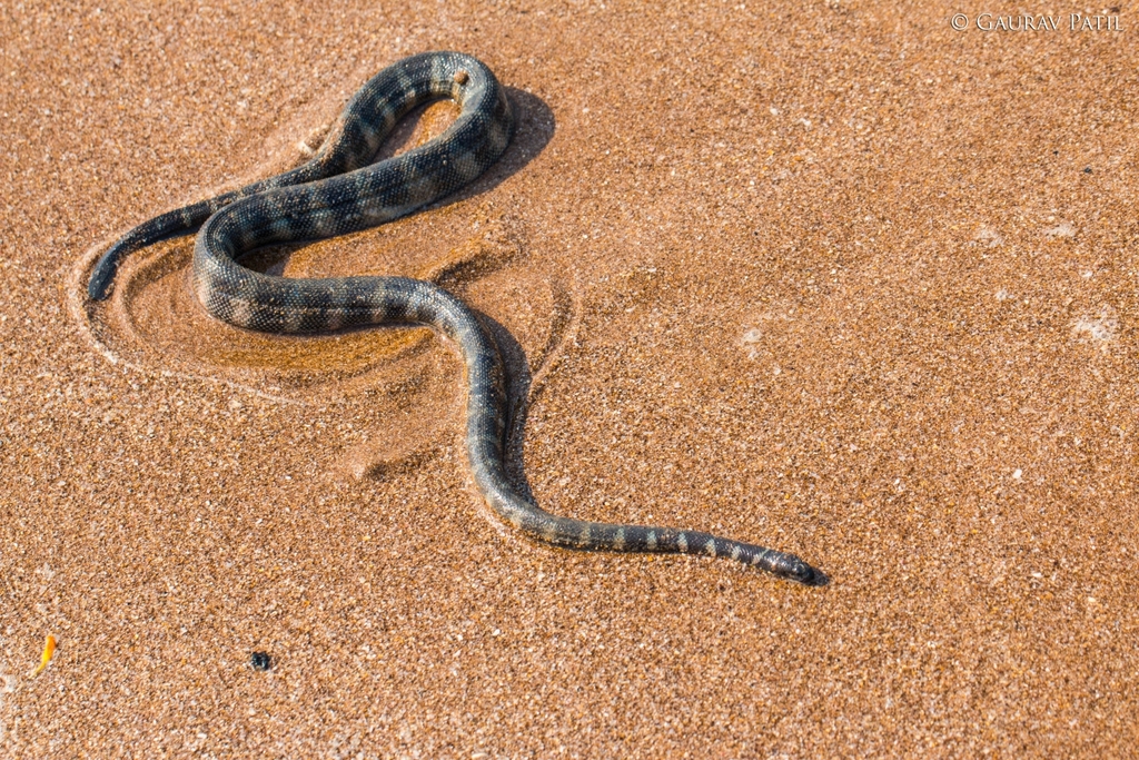 Striped Sea Snake