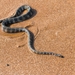 Striped Sea Snake - Photo (c) Gaurav Patil, some rights reserved (CC BY-NC), uploaded by Gaurav Patil