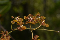 Trichocentrum undulatum