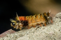 Lophocampa hispaniola